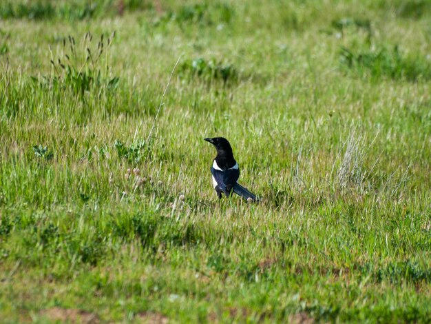 Foto vogel op een veld