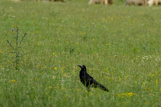 Foto vogel op een veld