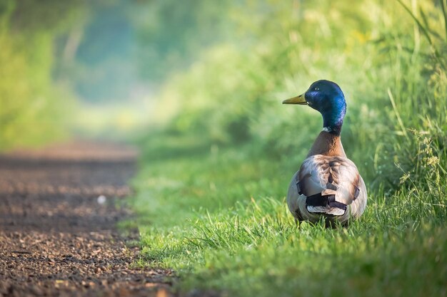 Foto vogel op een veld