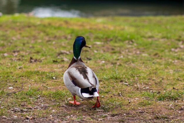 Foto vogel op een veld