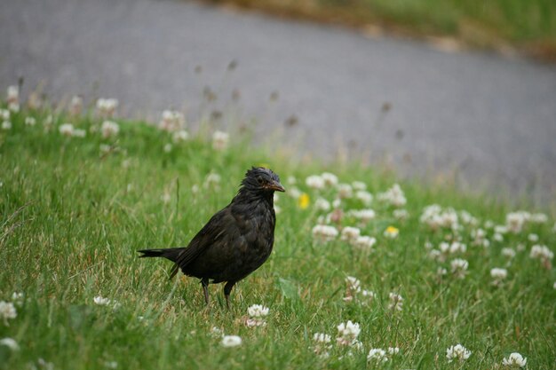 Foto vogel op een veld