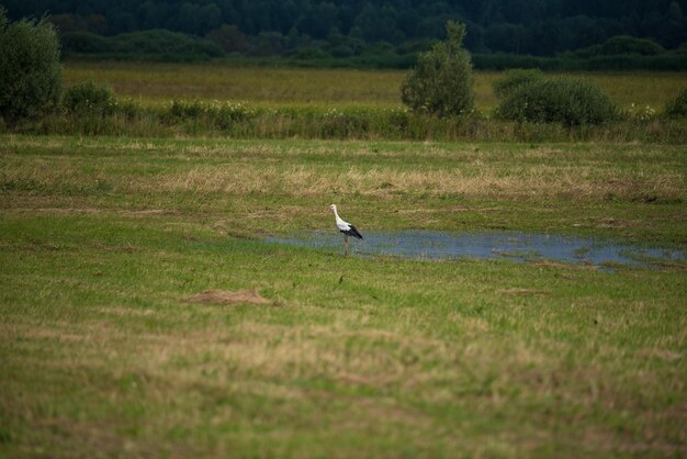 Vogel op een veld
