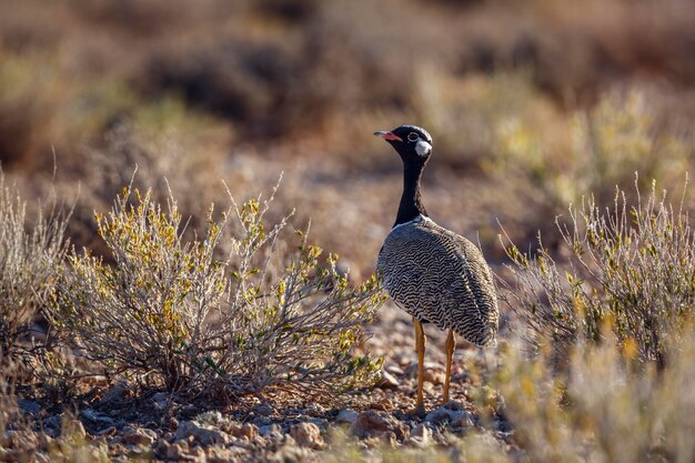 Foto vogel op een veld