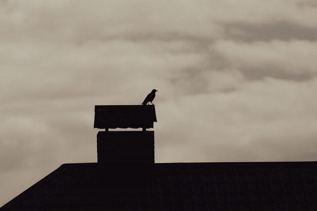 Vogel op het dak van een flatgebouw Silhouet van een kraai Een kraai zit op het dak