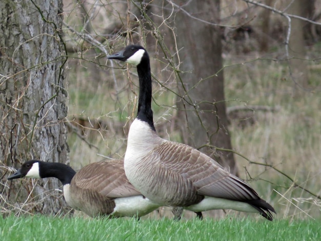 Foto vogel op het gras