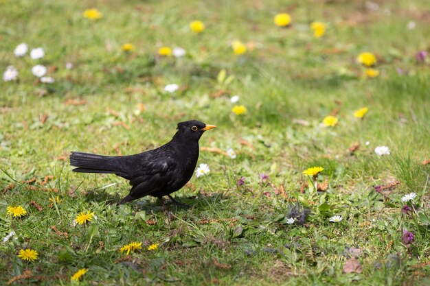 Vogel op het grasveld