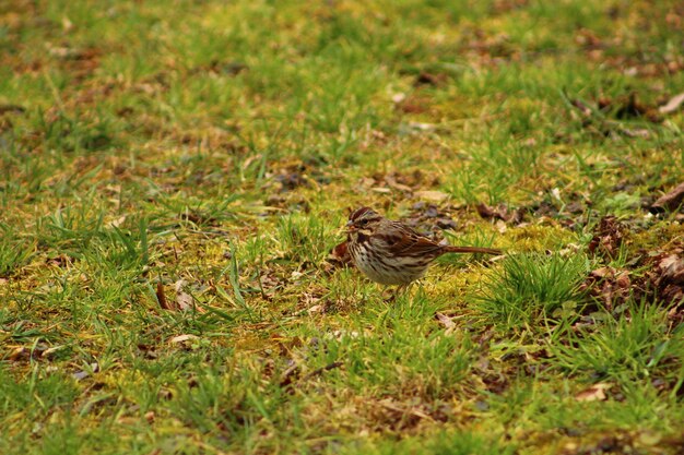 Foto vogel op het grasveld