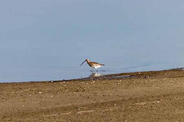 Vogel op het strand tegen de lucht