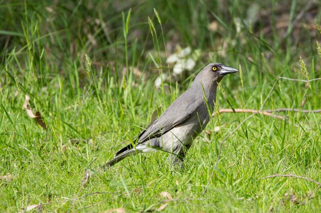 Foto vogel op het veld