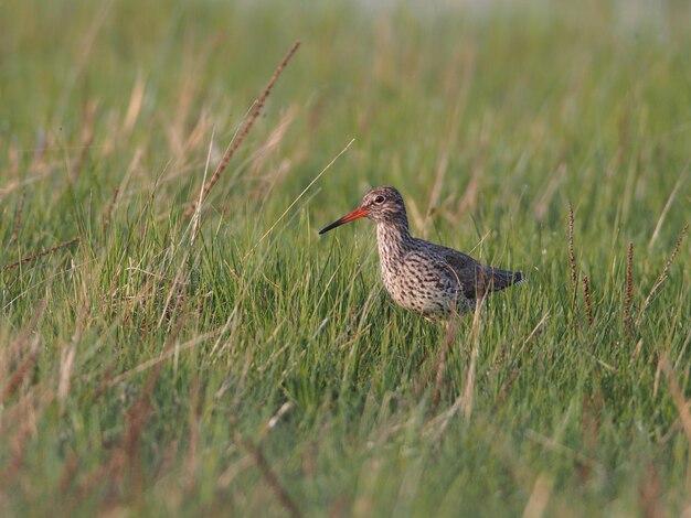 Foto vogel op het veld