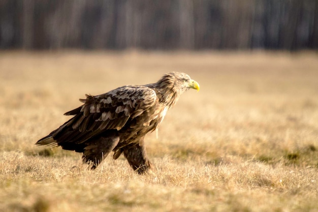 Vogel op het veld