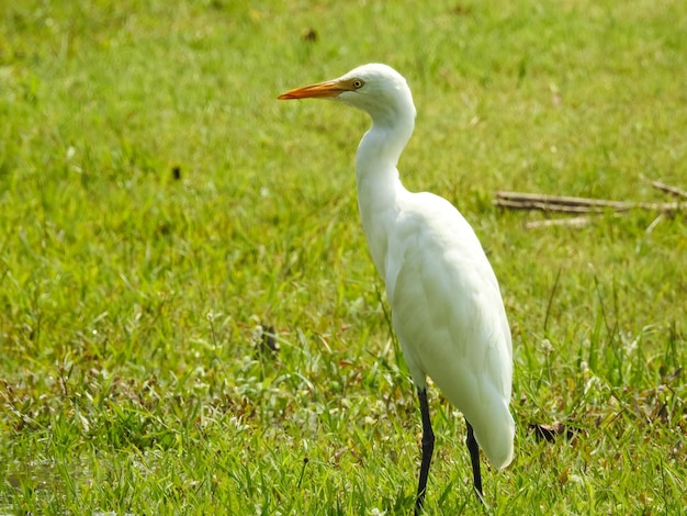 Vogel op het veld