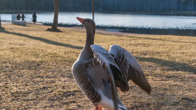 Foto vogel op het veld