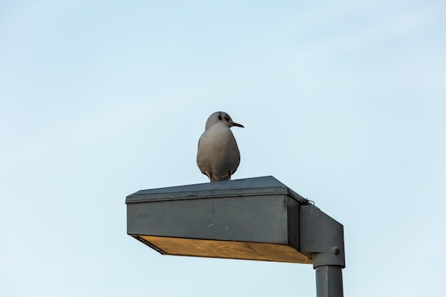 Foto vogel op straatlamp