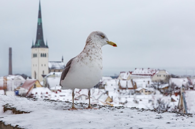 Vogel over oude Europese stad in de winter Seagull in de haven van Tallinn