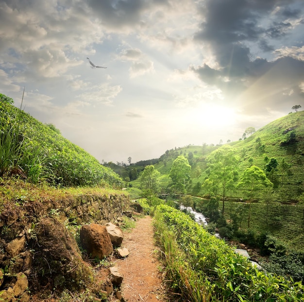 Vogel over theevelden in bewolkte ochtend, Sri Lanka