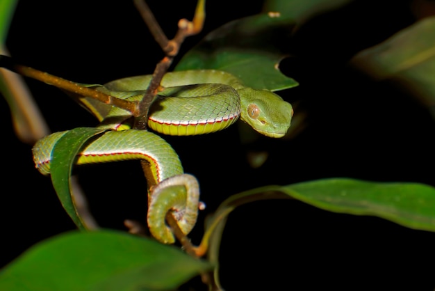 보겔의 녹색 pitviper Trimeresurus vogeli 아기 클로즈업