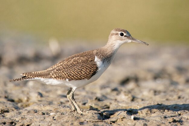 Vogel Strandloper Actitis hypoleucos.