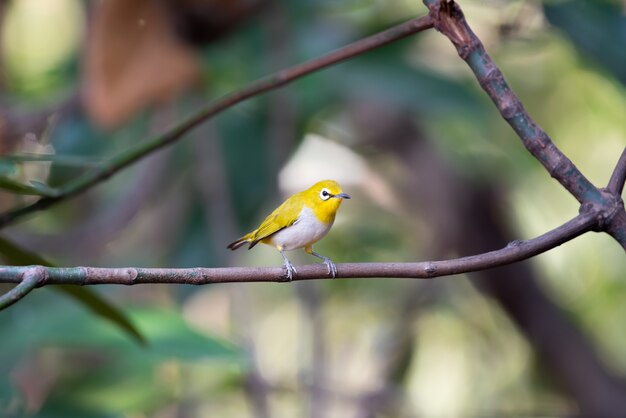 Vogel (Swinhoe White-eye) in de natuur wild