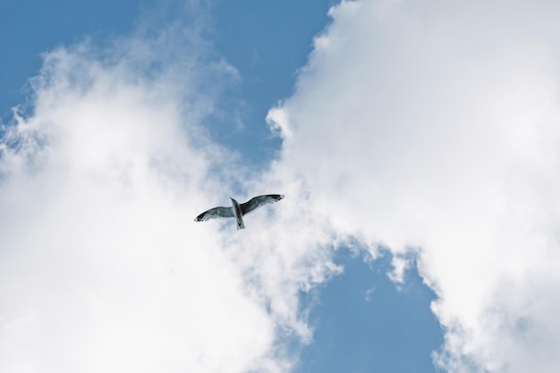 Vogel tijdens de vlucht zeemeeuw die in de lucht vliegt tegen witte wolken