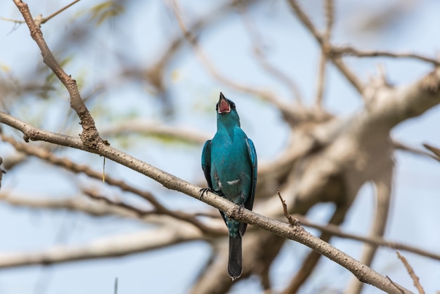 Vogel (Verditer vliegenvanger, Eumyias thalassinus) blauw op alle delen van het lichaam