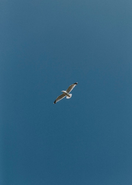 Vogel vliegen onder de blauwe lucht mobiele telefoon behang