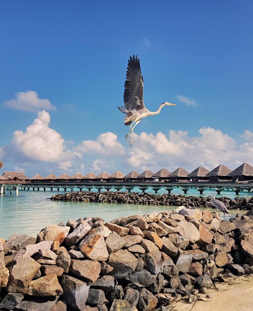 Foto vogel vliegt over de zee tegen de lucht