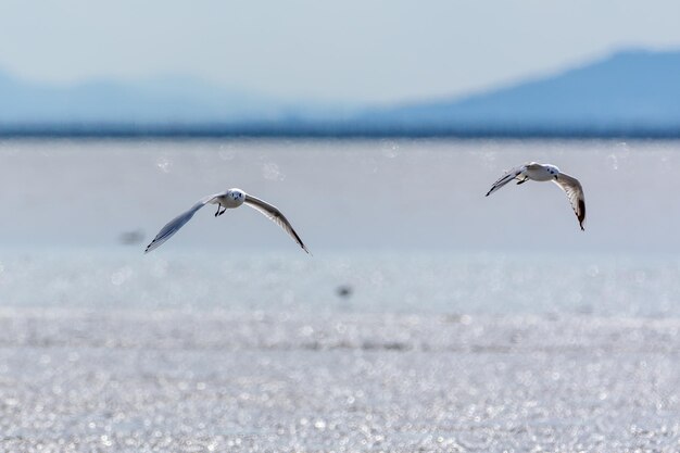 Foto vogel vliegt over de zee tegen de lucht