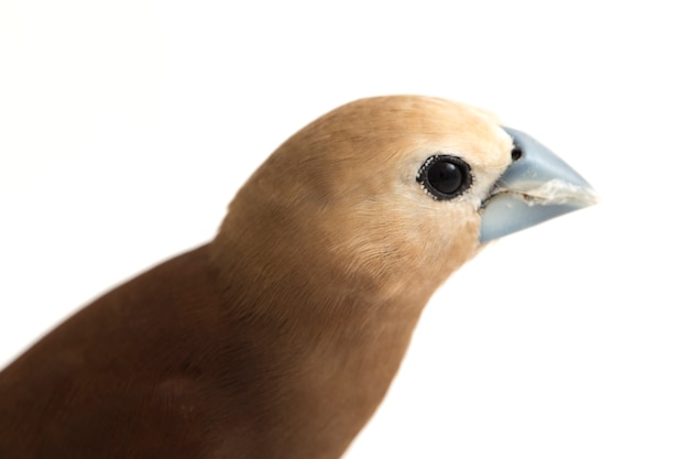 Vogel white-headed munia finch geïsoleerd