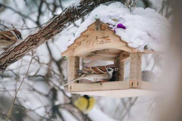 vogel winter natuur mees