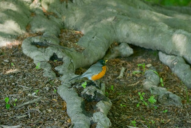 vogel zat op de wortel van een boom