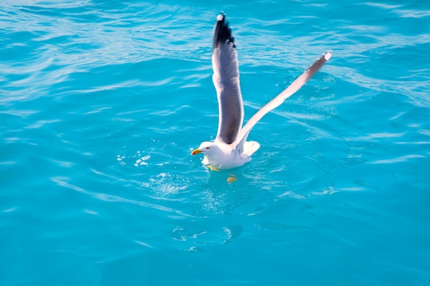 vogel zeemeeuw op zeewater in oceaan