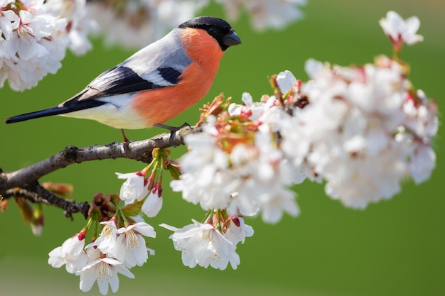 Foto vogel zit op de tak van de bloeiende kersenboom de gewone bullfinch.