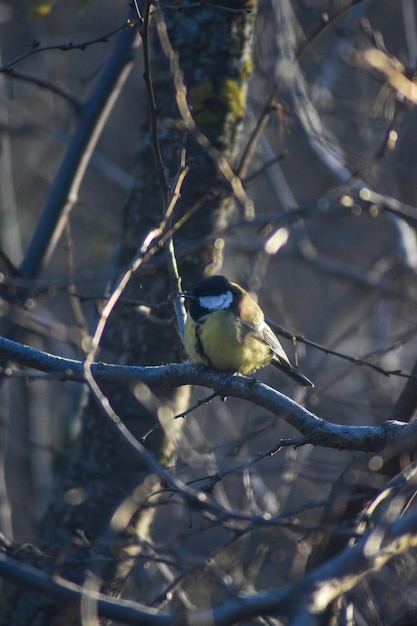 Vogel zit op een boomtak