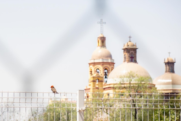 Vogel zitstokken op een hek voor de kerk in de tempel van het kruis in Queretaro, Mexico