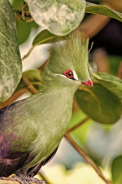 Vogel zittend op een boomtak in het park