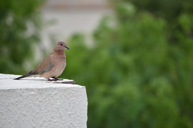 Vogel zittend op terras