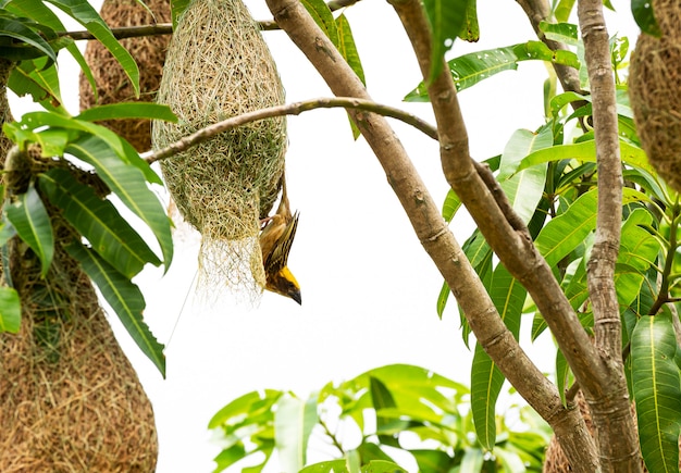 Vogelbouw nest