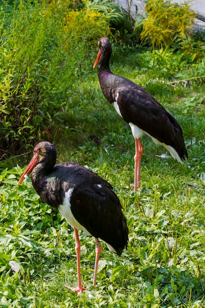 Vogelduo als ze konden zingen, zou dat doen