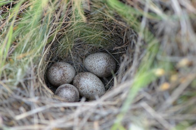 Vogeleieren in een nest