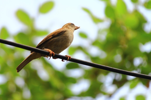 Foto vogelfoto