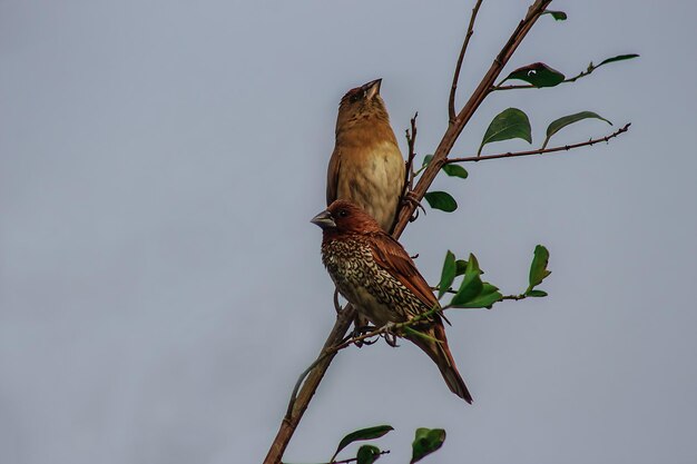 Vogelfotografie Vogelfoto De mooiste vogelfotografie Natuurfotografie