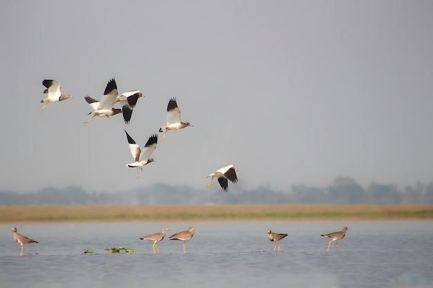 Vogelfotografie Vogelfoto De mooiste vogelfotografie Natuurfotografie