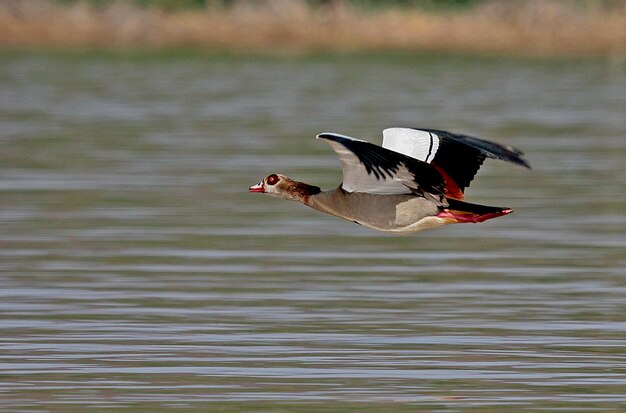 Vogelfotografie Vogelfoto De mooiste vogelfotografie Natuurfotografie