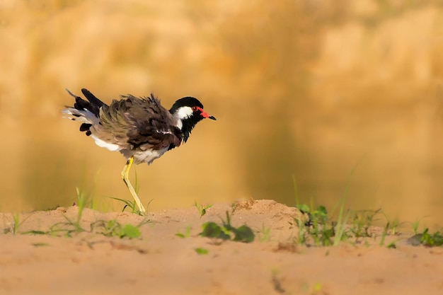 Vogelfotografie Vogelfoto De mooiste vogelfotografie Natuurfotografie