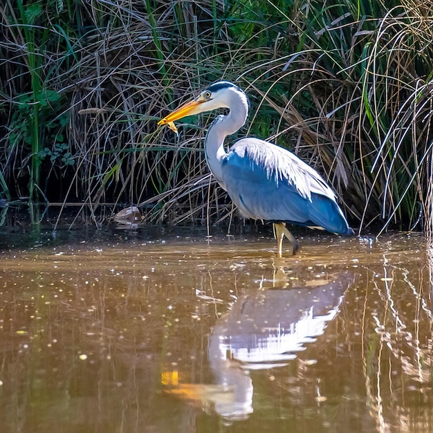 Vogelfotografie Vogelfoto De mooiste vogelfotografie Natuurfotografie