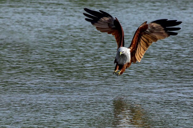 Vogelfotografie Vogelfoto De mooiste vogelfotografie Natuurfotografie