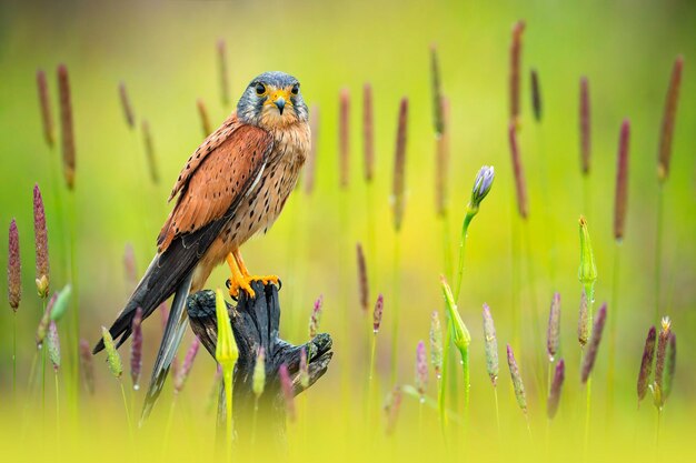 Vogelfotografie Vogelfoto De mooiste vogelfotografie Natuurfotografie