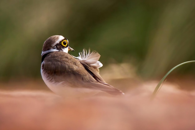 Vogelfotografie Vogelfoto De mooiste vogelfotografie Natuurfotografie