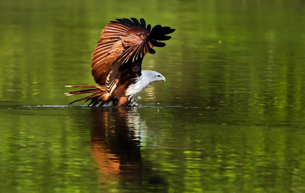 Vogelfotografie Vogelfoto Mooiste vogelfotografie Natuurfotografie